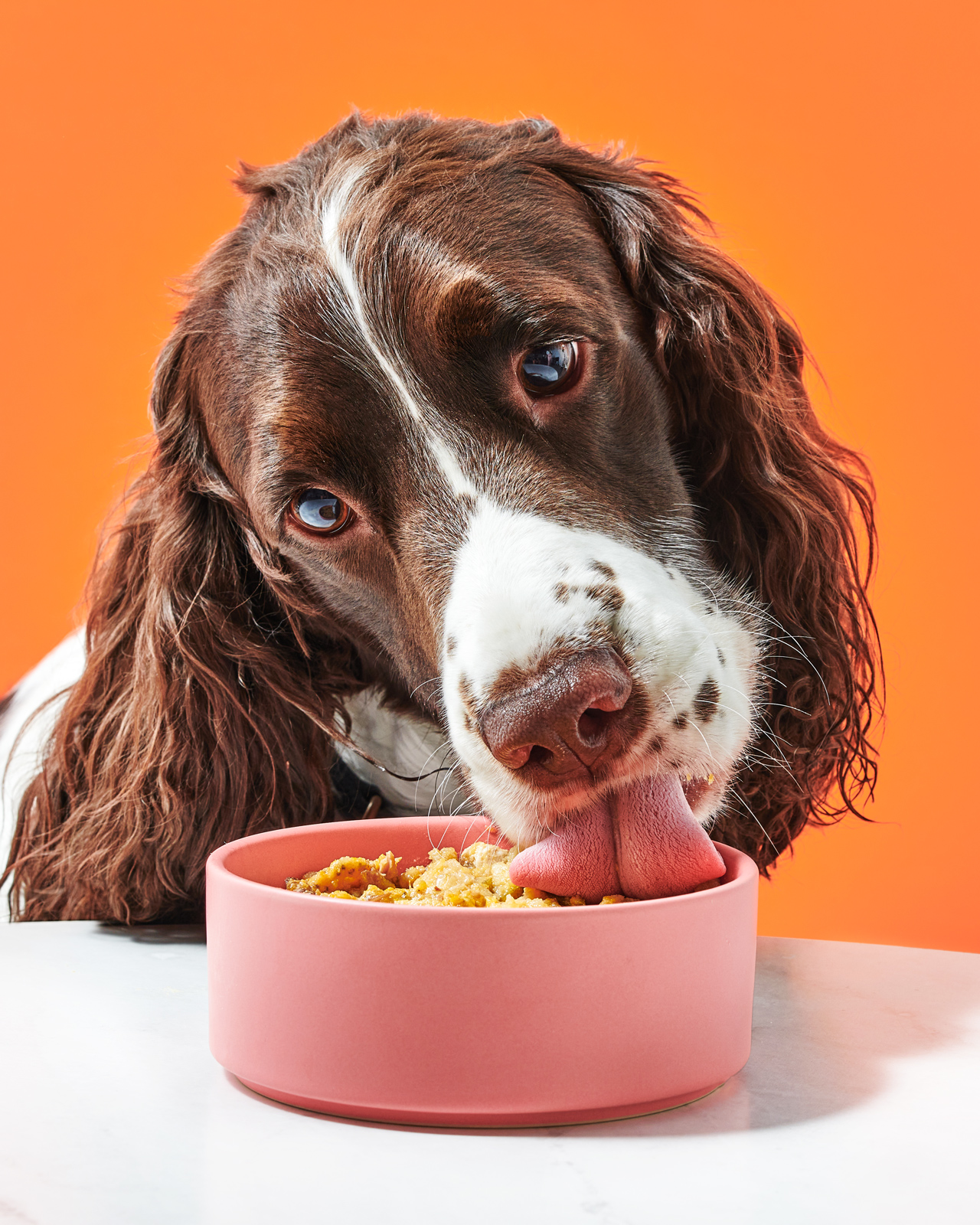 Dog eating Zola Chow pet food, pet food photography.